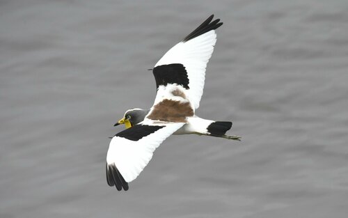 White-crowned Lapwing
