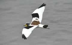White-Crowned Lapwing photo 3