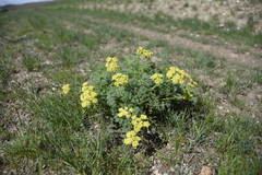 Lomatium papilioniferum