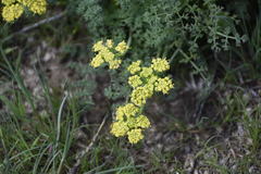Lomatium papilioniferum