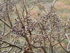 Bursera roseana