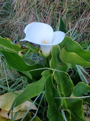 Zantedeschia aethiopica image