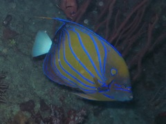 Pomacanthus annularis