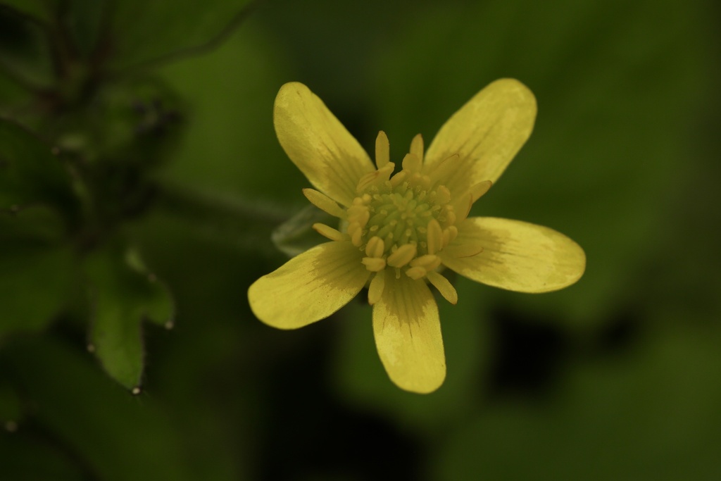 Ranunculus sieboldii