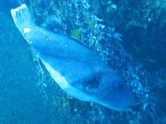 Arothron caeruleopunctatus