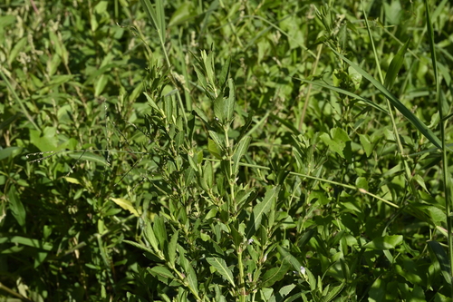 Image of Hygrophila ringens by (c) 曾昱承 Yu-Cheng Zeng, some rights reserved (CC BY)