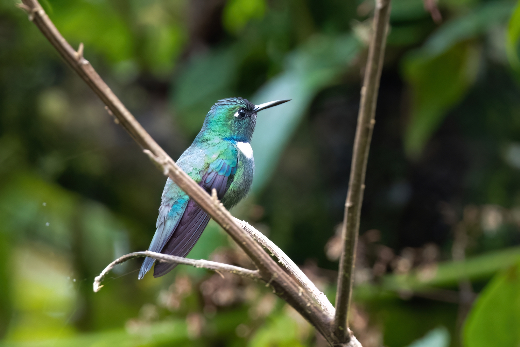 White-throated Daggerbill (Schistes albogularis), photo 8