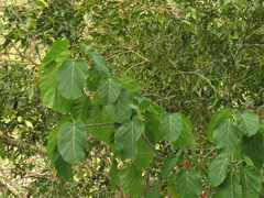 Ficus ypsilophlebia