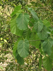 Ficus ypsilophlebia