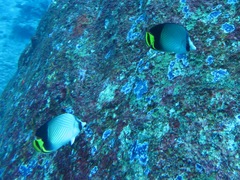 Chaetodon decussatus