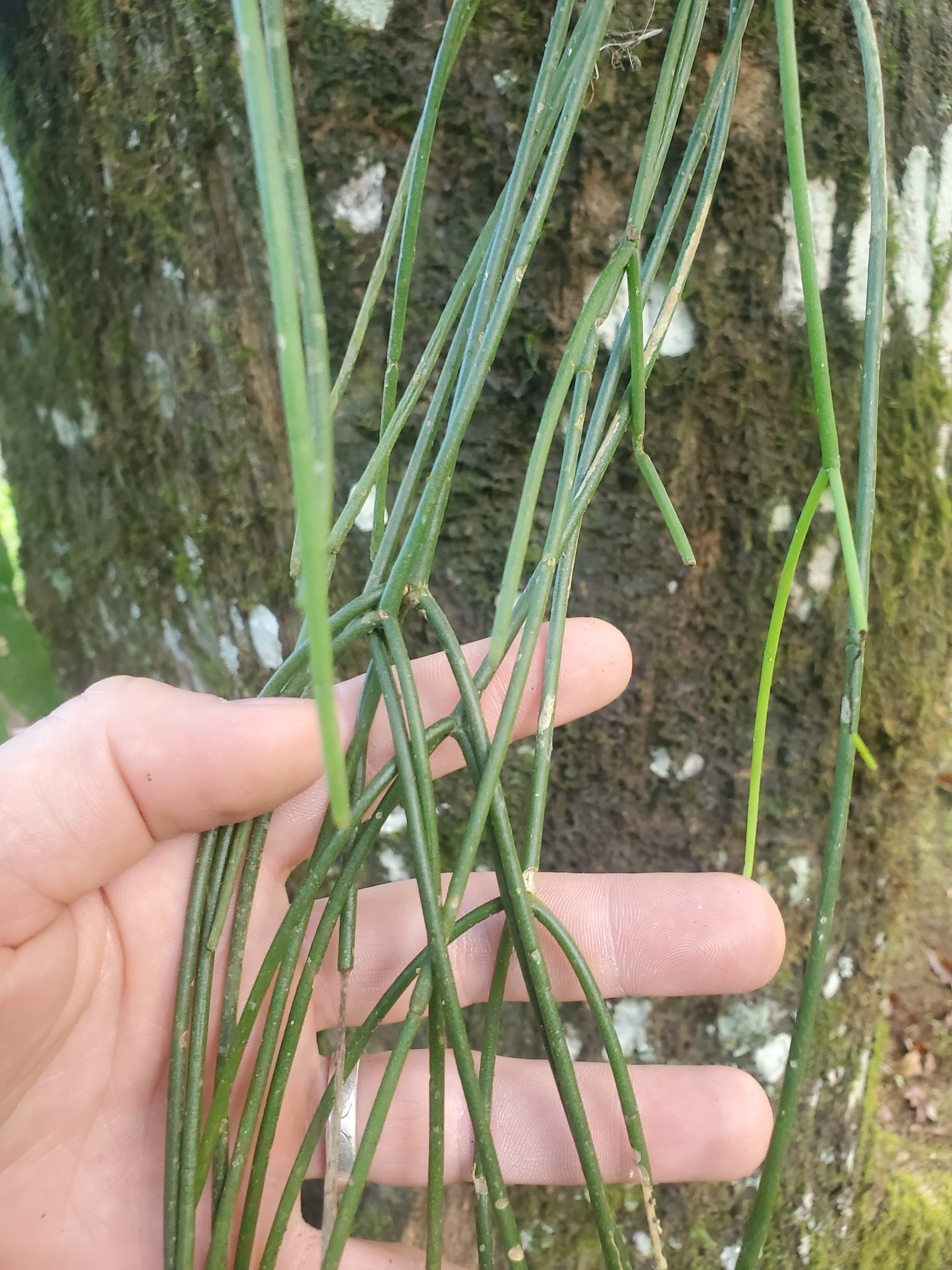 Imagem de Cacto-macarrão