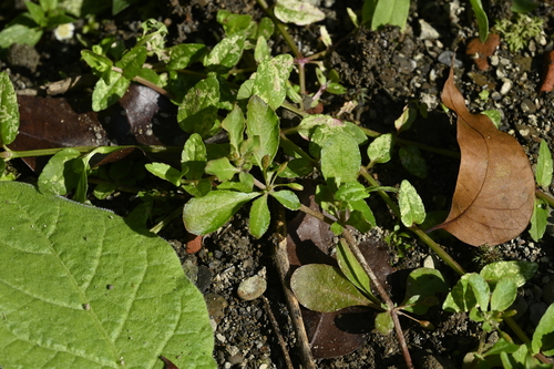 Image of Slender Carpet-Weed (Glinus oppositifolius) by (c) 曾昱承 Yu-Cheng Zeng, some rights reserved (CC BY)