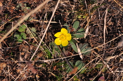 Ranunculus polyrhizos