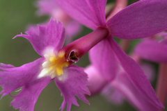 Epidendrum secundum
