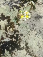 Solanum grayi