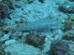 Gnatholepis cauerensis