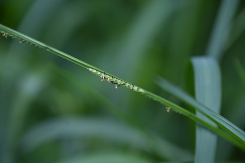Setaria punctata observed 2024-01-15