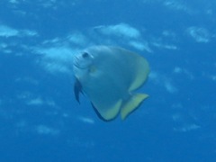 Platax boersii