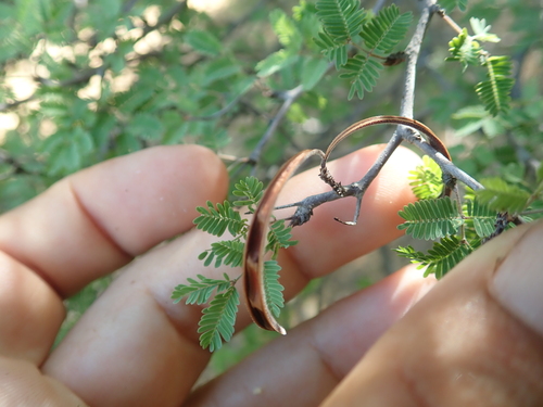 Alantsilodendron glomeratum