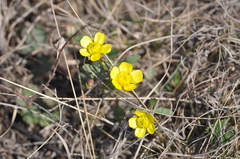 Ranunculus polyrhizos