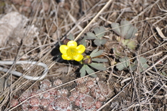 Ranunculus polyrhizos