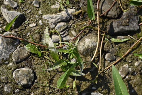 Image of Justicia comata by (c) 曾昱承 Yu-Cheng Zeng, some rights reserved (CC BY)