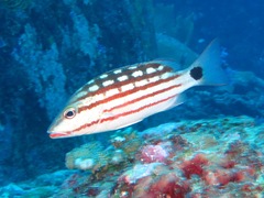 Lutjanus decussatus