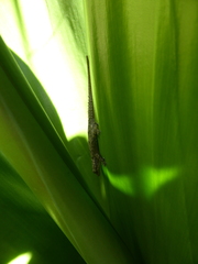 Hemidactylus mercatorius