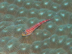 Helcogramma striata
