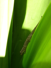 Hemidactylus mercatorius
