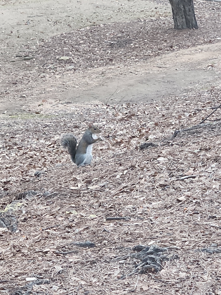 Eastern Gray Squirrel In January 2024 By Kmccandless INaturalist   Large 