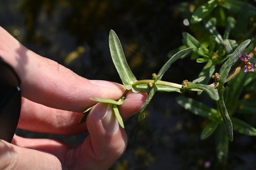 Image of Ammannia auriculata by (c) 曾昱承 Yu-Cheng Zeng, some rights reserved (CC BY)