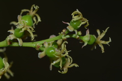 Phyllanthus elsiae