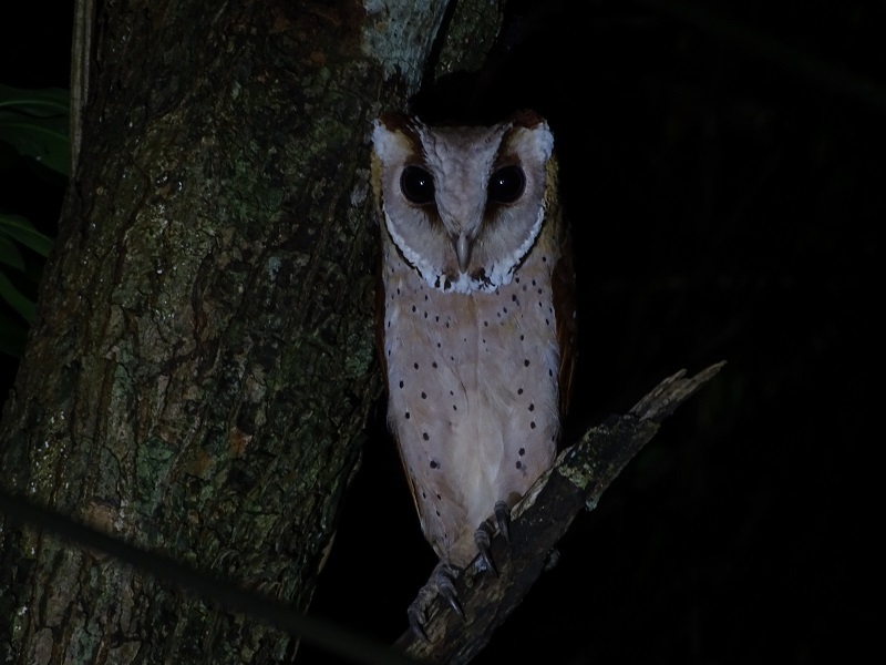 Oriental Bay Owl from Kaeng Krachan, TH-PE, TH on November 3, 2023 at ...