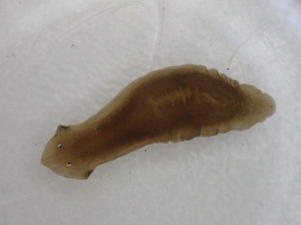Dugesiidae