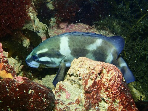 Westelijke wirrah (Acanthistius serratus) — Serranidae