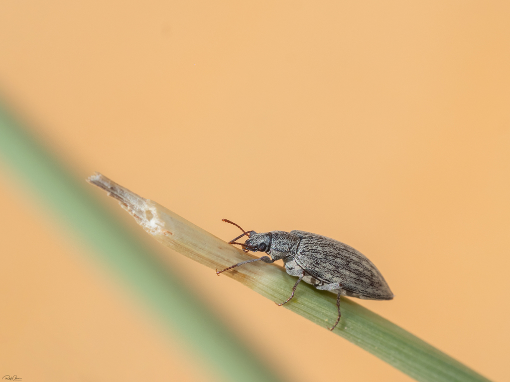 Trichosphaena