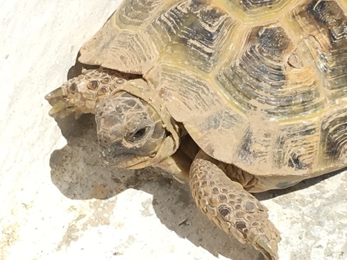 Afghan Tortoise