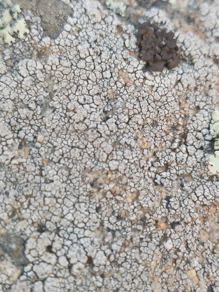 Aspicilia cyanescens