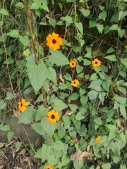 Thunbergia alata image