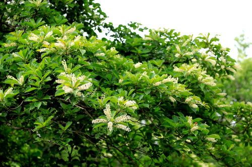 Image of Terminalia phanerophlebia by (c) Wynand Uys, some rights reserved (CC BY)