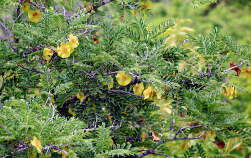 Pterocarpus angolensis