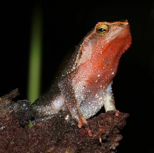 Intermediate Sticky Frog