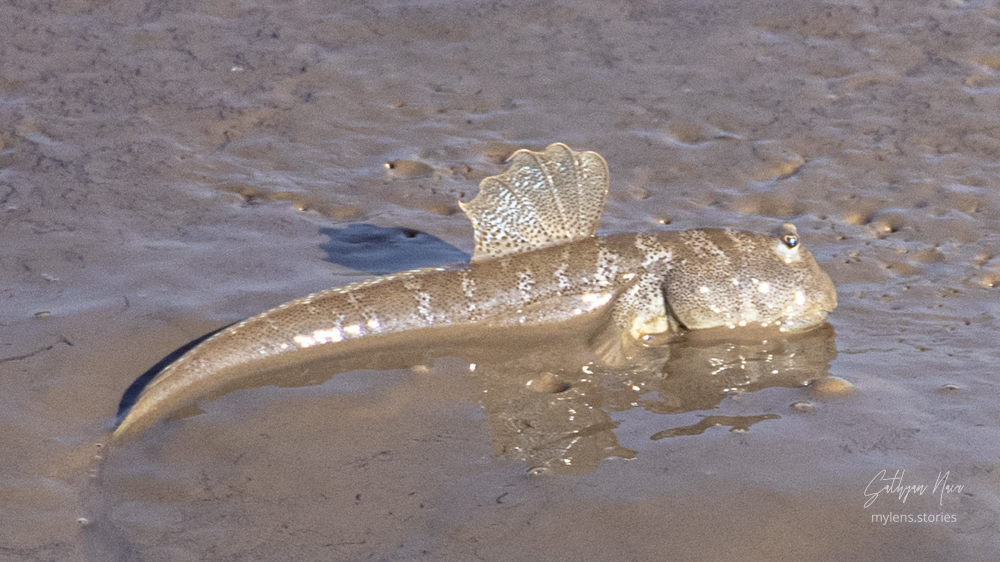 Dussumier's Mudskipper