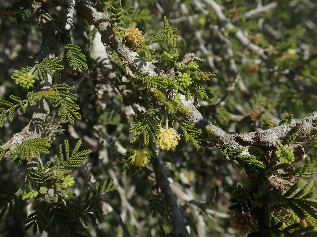 Alantsilodendron pilosum