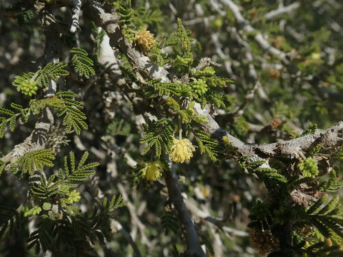 Alantsilodendron pilosum