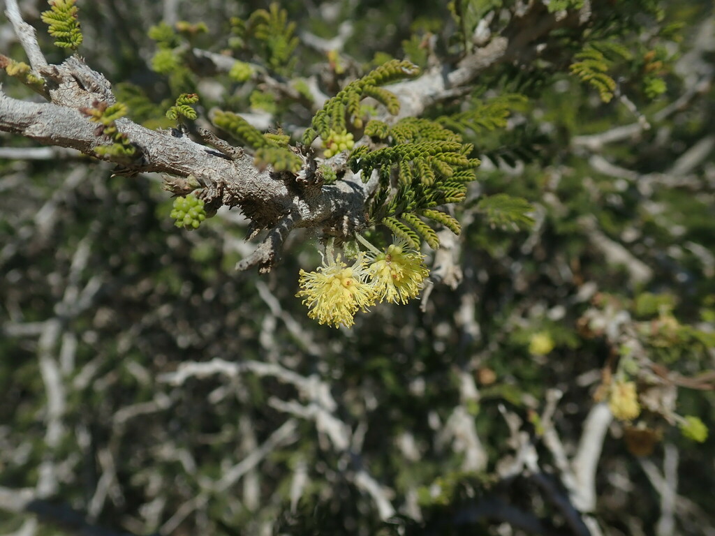 Alantsilodendron