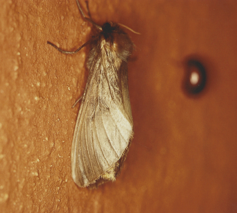 Gorgopis subrimosa