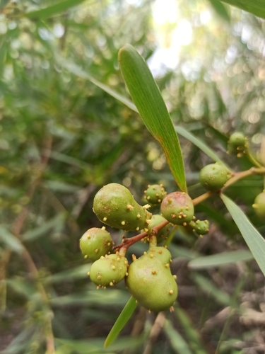 Longleaf Wattle Gall Wasp