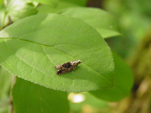 Epinotia